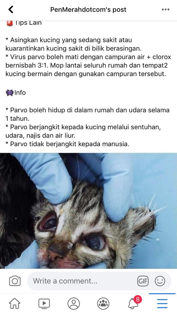 Wawa Taylor S Version On Twitter Ada Baca Pasal Parvo Virus Days Ago It S A Cat Virus Ada Ambil Tindakan Jugak Tapi Sambil Lewa Gitu Ja Found Out My Dad S Friend Lost 12