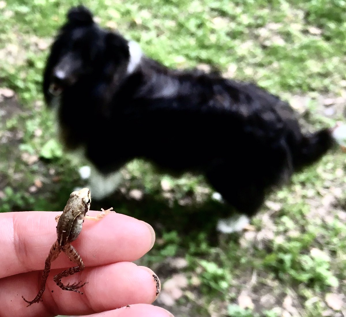 こってぃ カエル 足が伸びてるのがいいですね ちっさいの可愛い