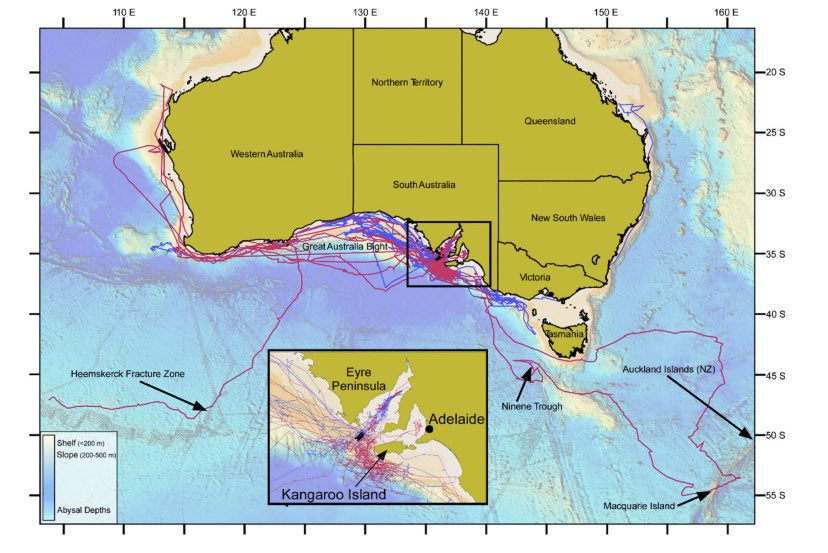 Charlie Huveneers tweet media