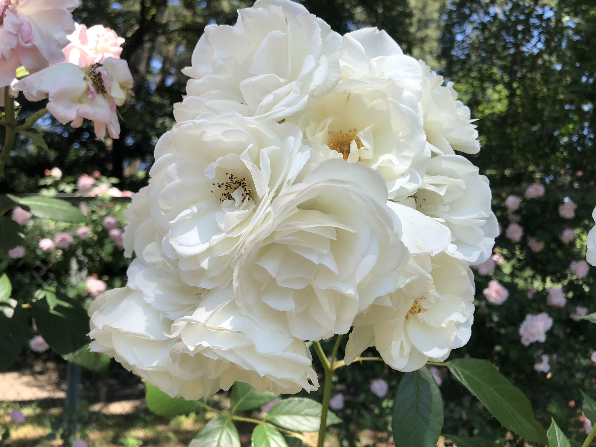 寺尾中央公園 Twitter Search Twitter