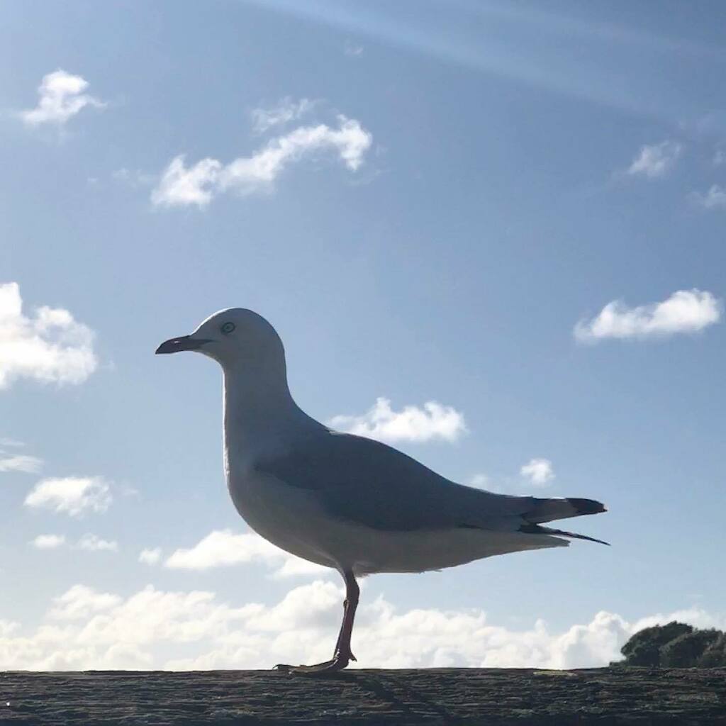 PatersonJenn's tweet photo. Good morning gull
#seagull
#bluesky
#strandon https://t.co/8tw3JMx0UH https://t.co/X6Eod9DwR0