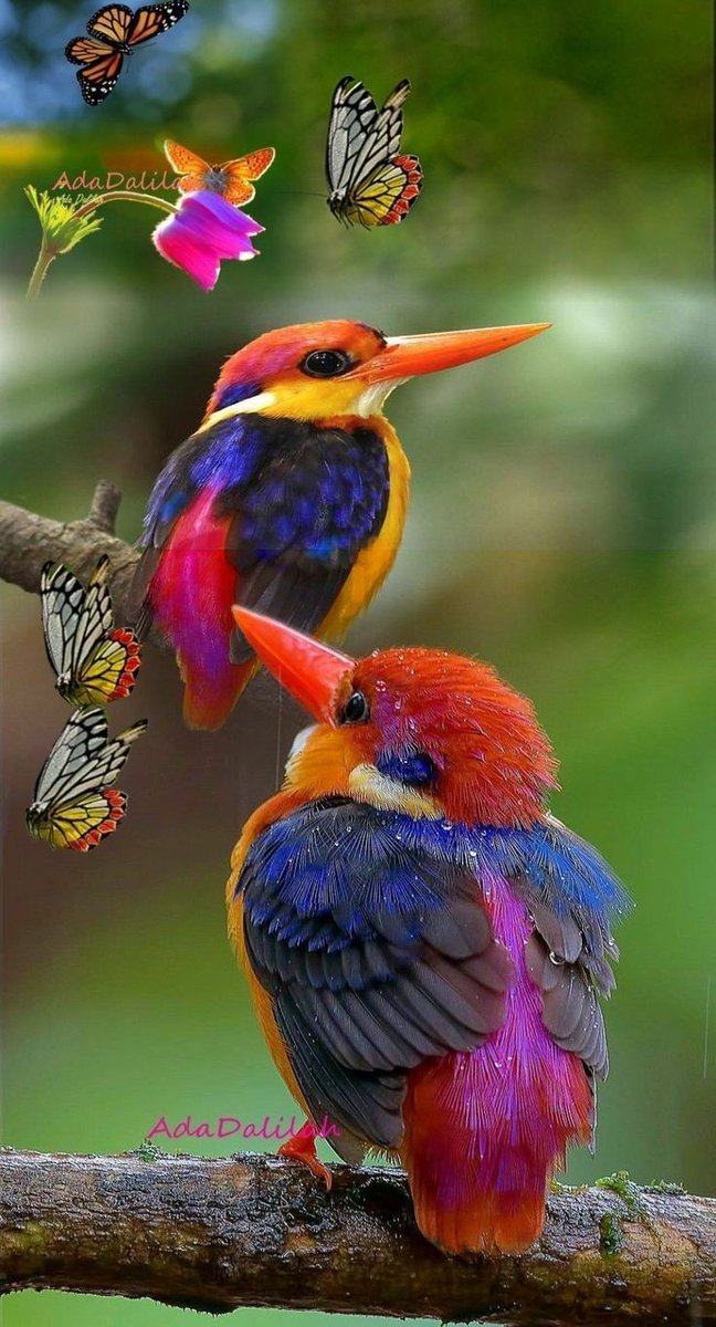 sophia162779000's tweet photo. @gauthie74757302 Bonjour cher Thierry. Je te souhaite un excellent début de semaine et une très belle journée.   Je m'excuse d'écrire en francaise: j'ai commencé à écrire et soudain j'ai remarqué. Bisous 😘 (aussi pour ton chat.)  Tu sais j'adore les chats. https://t.co/VsSq3Endi4
