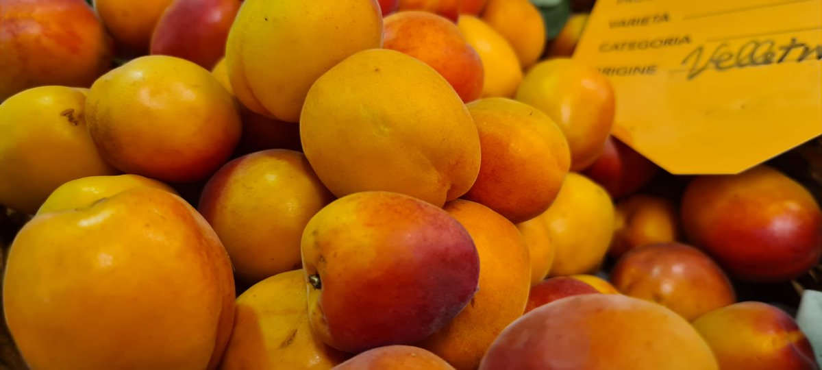 campagnamica's tweet photo. Hanno una polpa dolce e carnosa che piace a grandi e piccini. Grazie alla presenza di Vitamine e Betacarotene, sono alleate dell’abbronzatura. Ecco i consigli di Giorgio e Cinzia Myriam Calabrese @calabres e @cicci84➡️ https://t.co/K69zY6CY41

#campagnamica #ilcibogiusto https://t.co/cLWCTbUOX0