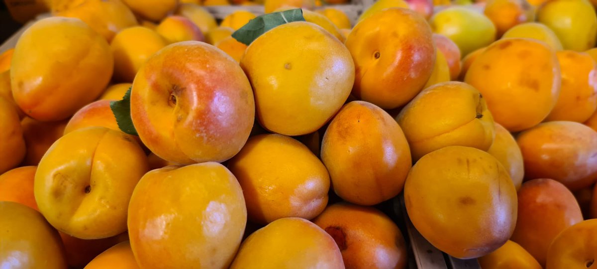 campagnamica's tweet photo. Hanno una polpa dolce e carnosa che piace a grandi e piccini. Grazie alla presenza di Vitamine e Betacarotene, sono alleate dell’abbronzatura. Ecco i consigli di Giorgio e Cinzia Myriam Calabrese @calabres e @cicci84➡️ https://t.co/K69zY6CY41

#campagnamica #ilcibogiusto https://t.co/cLWCTbUOX0