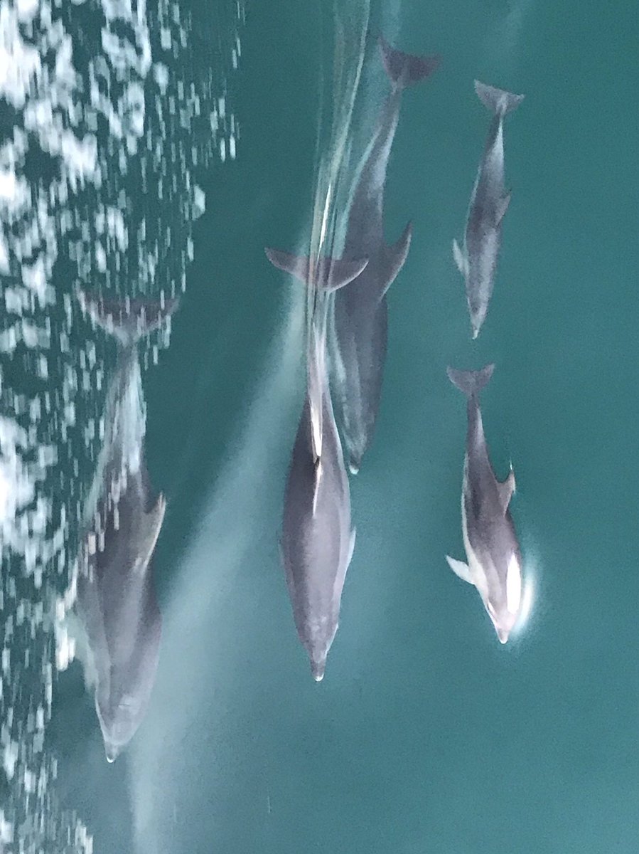Guy_WB1's tweet photo. Dolphins Port Phillip Bay taken from @searoadferries https://t.co/Y0DpxhoUn0
