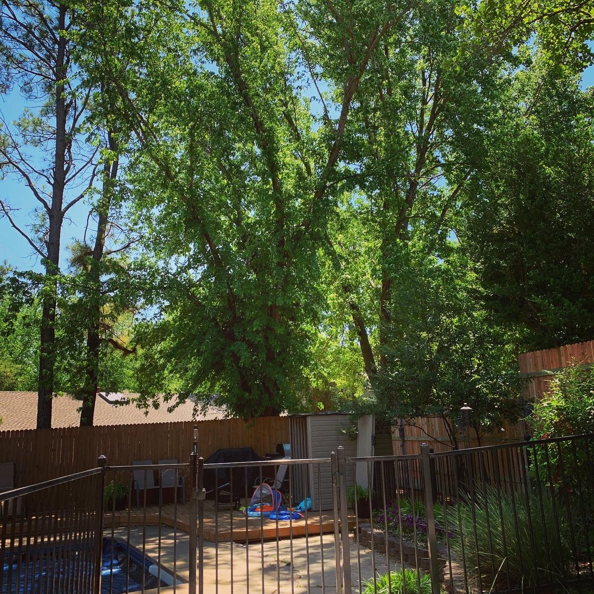 dcanders9's tweet image. So @MegAnderson09 and I finally finished our pool shed after the neighbor took down their trees! The pool got up to 89 degrees this weekend and we never got to even 85 last year. Looking forward to a summer of enjoyable swimming this year!! #quarantineprojects