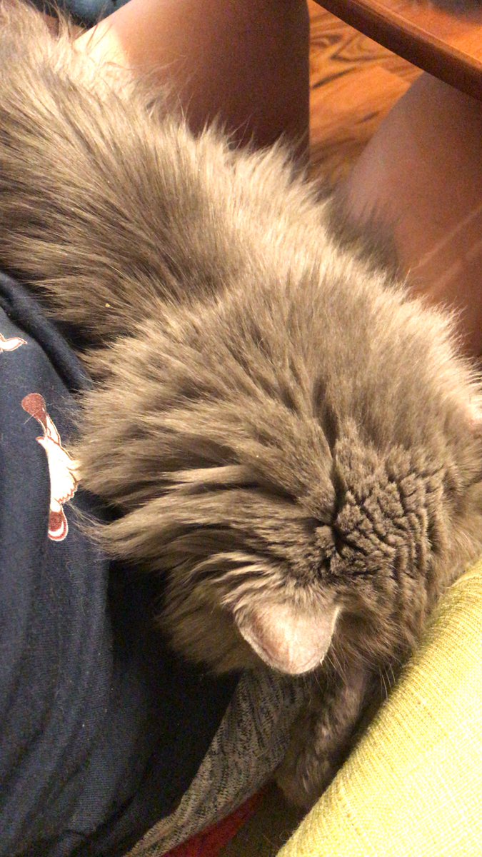 AmyCole501's tweet photo. When kitty sits in laps at dinner, kitty gets crumby. #CatsOfTwitter #TableNap π΄ π https://t.co/OajucumPFv