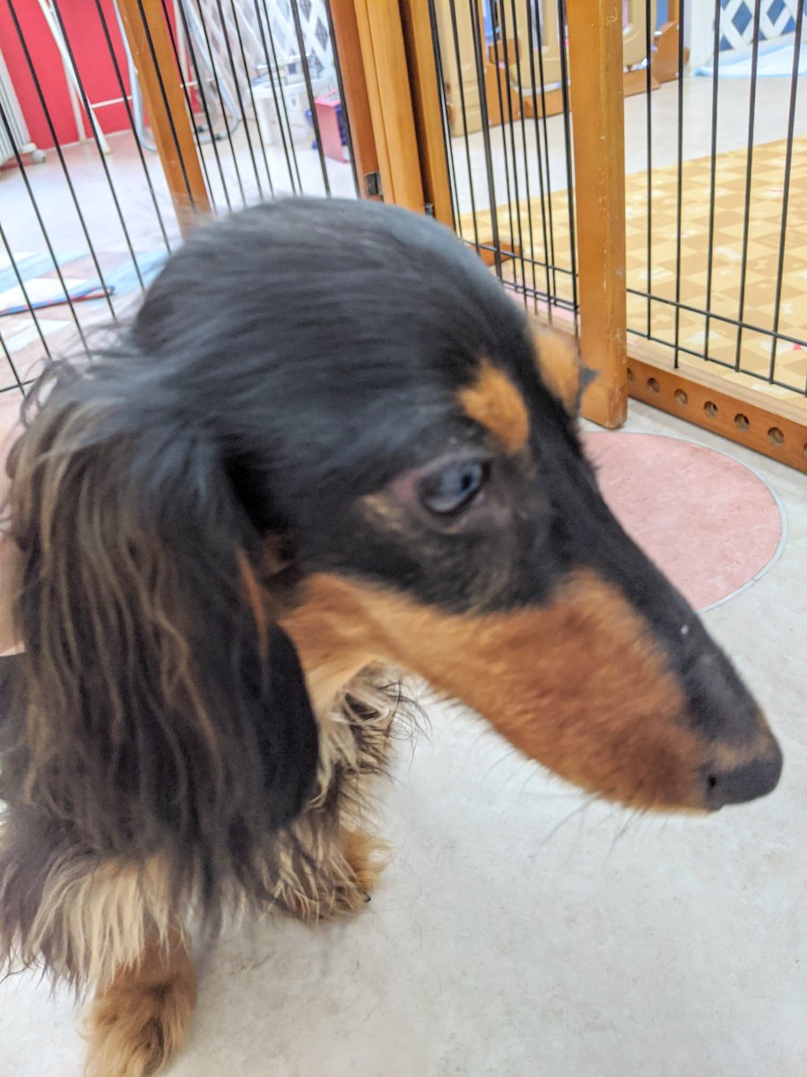 ワンちゃんまなび園 Wamiハッピードッグ En Twitter ココくん登園しました 犬の幼稚園 ミニチュアダックスフンド 黒仲間