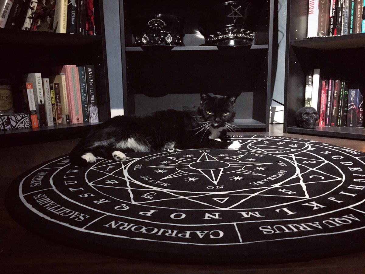 thelilithlavey's tweet photo. Someone approves of the new rug!! 🖤 
#catsoftheworld #catsoftwitter #bookworm #readergirl #readersoftwitter https://t.co/kfvsC650qI