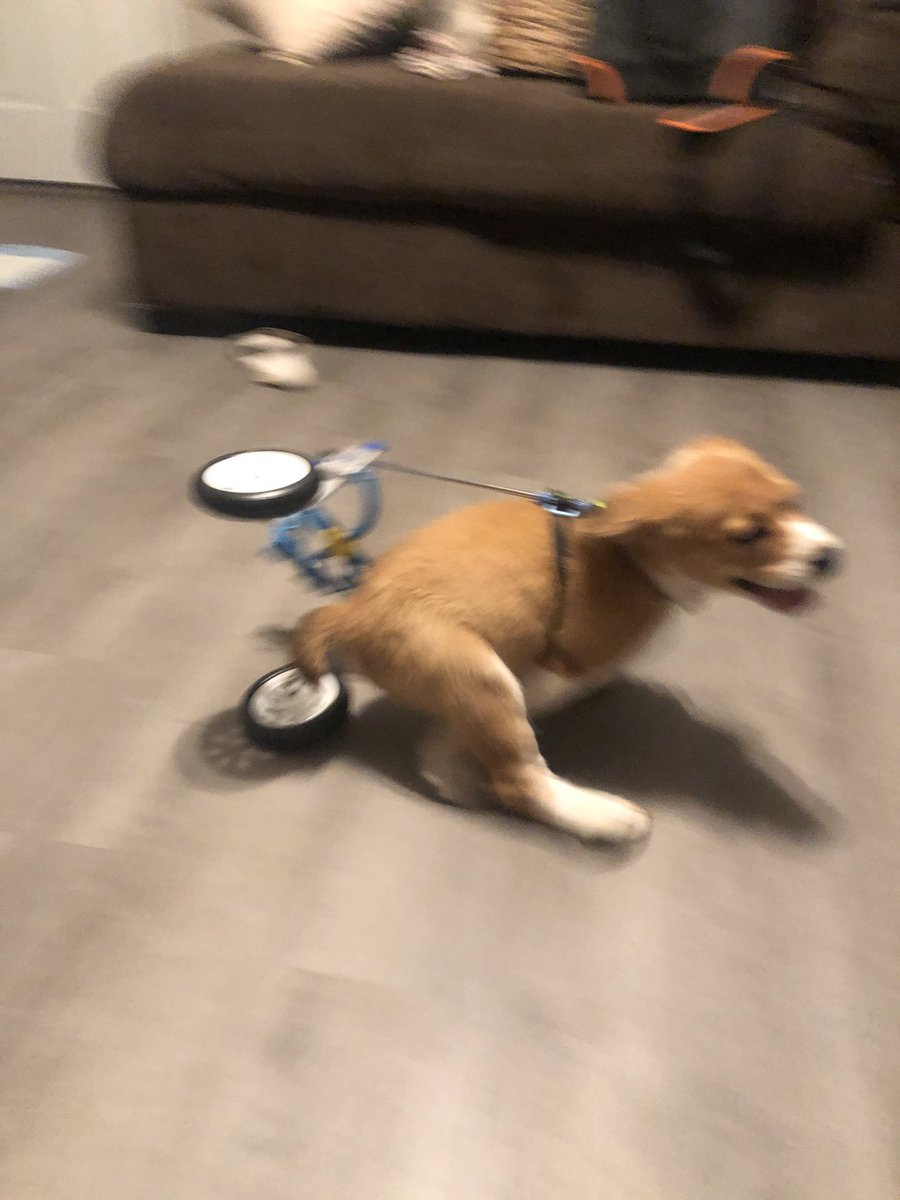 SadieAshlyn's tweet photo. chip’s 2020 is going equally as well as everyone else’s https://t.co/zJhnCHl0uL