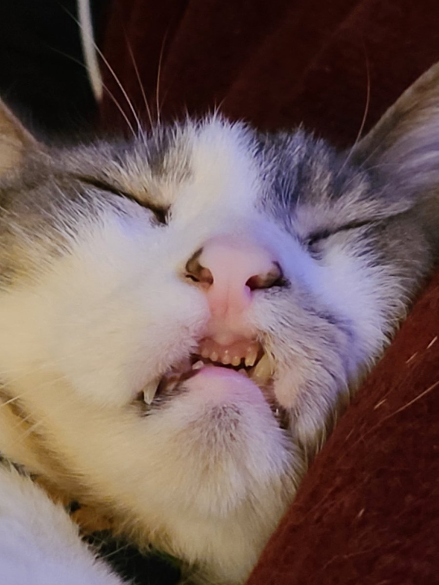 Patchie Cat tweet media