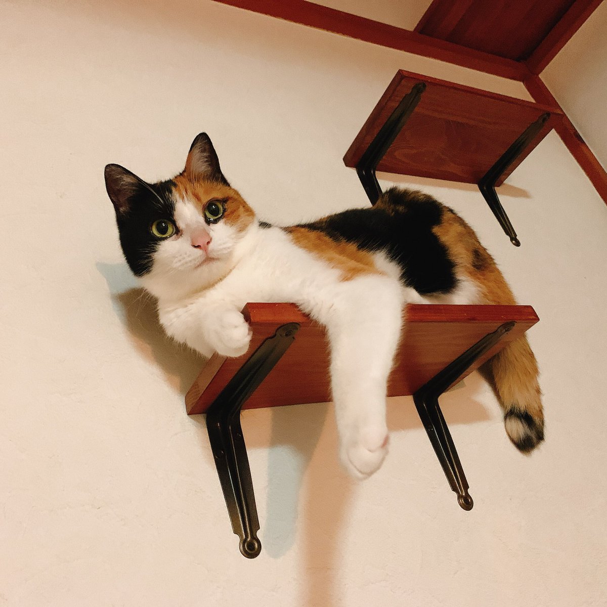 三毛猫♡ File:三毛猫-dsc00836.jpg - Wikimedia Commons