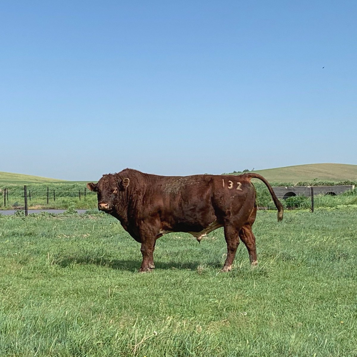 What’s the longest you’ve kept a herd bull? This is “Big Red”, 9 years old and still king of the pasture.