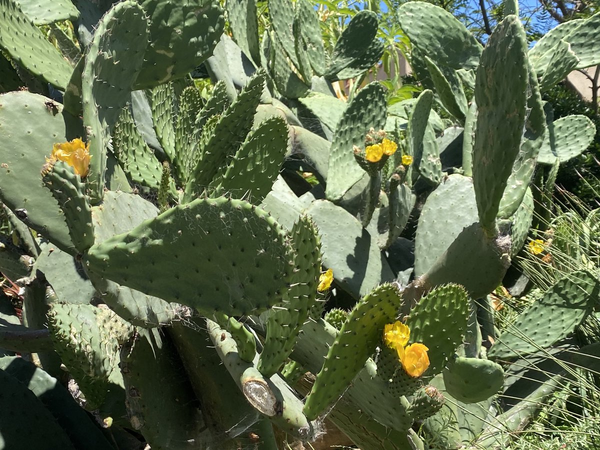 MichaelJerrett1's tweet photo. Trumpet flowers, prickly pear blossoms, and baby avocados getting bigger. It might be the spring of discontent and disease but at least the plants seem happy! https://t.co/v9qzXGDpAI