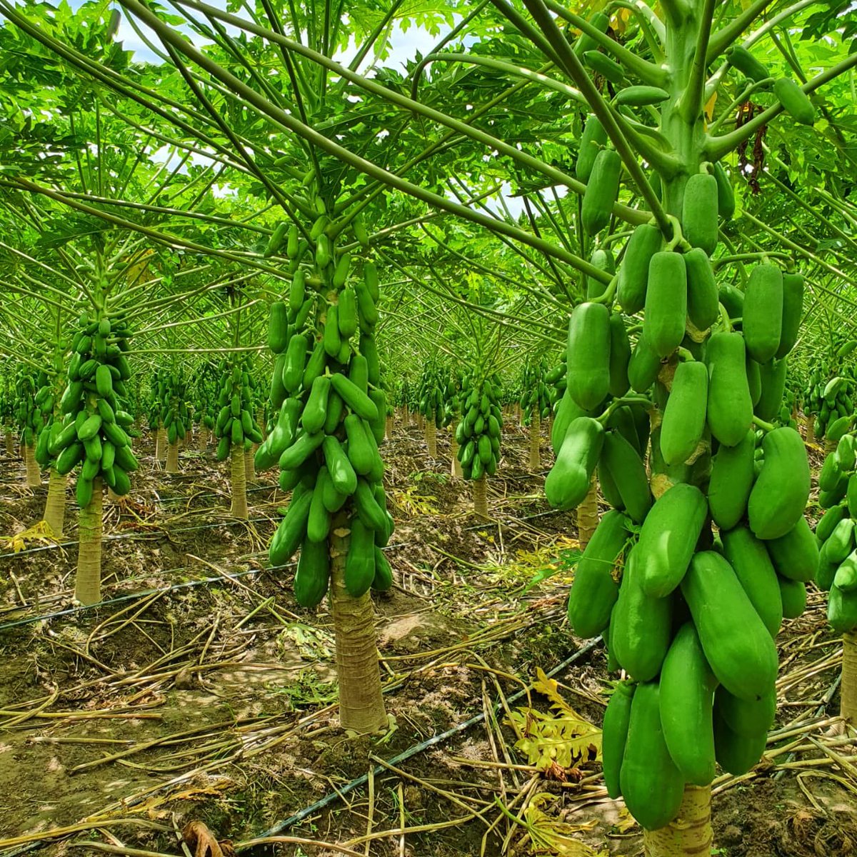 SinereIntel's tweet photo. #NuevosProyectos #Agronegocios #Exportacion #Chiapas. https://t.co/MjQDTSkE0g