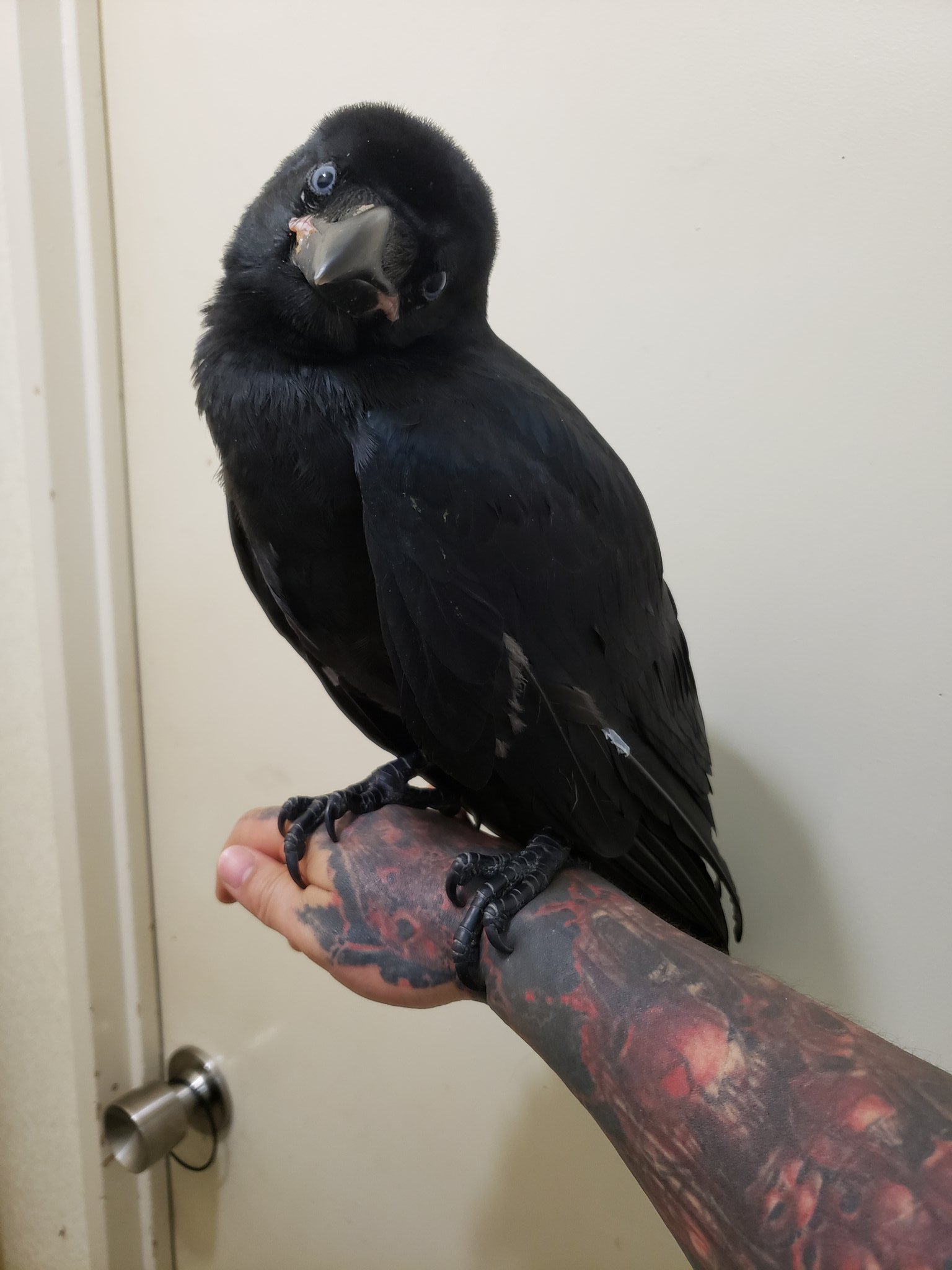 Netgeek動物 保護したカラスの子供 徐々に慣れてきてて可愛い Netgeek T Co Kuhxxkcljd T Co Vbmhlqu3ih Twitter