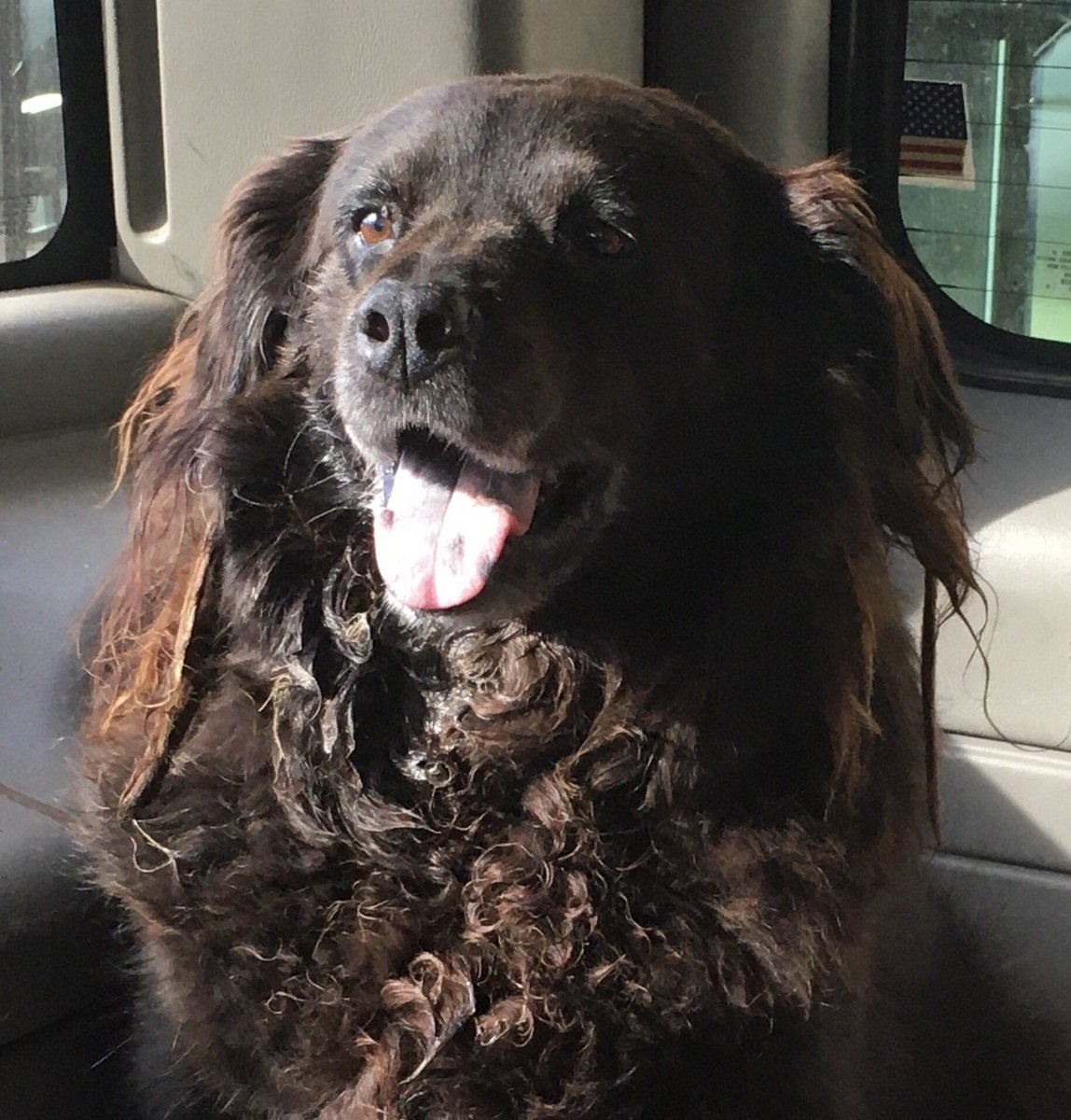 wildcattiger's tweet photo. RIP Vader, the best dog I have ever had...11 years I wouldn’t trade for anything...putting him down was one of the hardest things my wife and I have had to do...we love you Vader #faithful https://t.co/V6Mae4tRyN