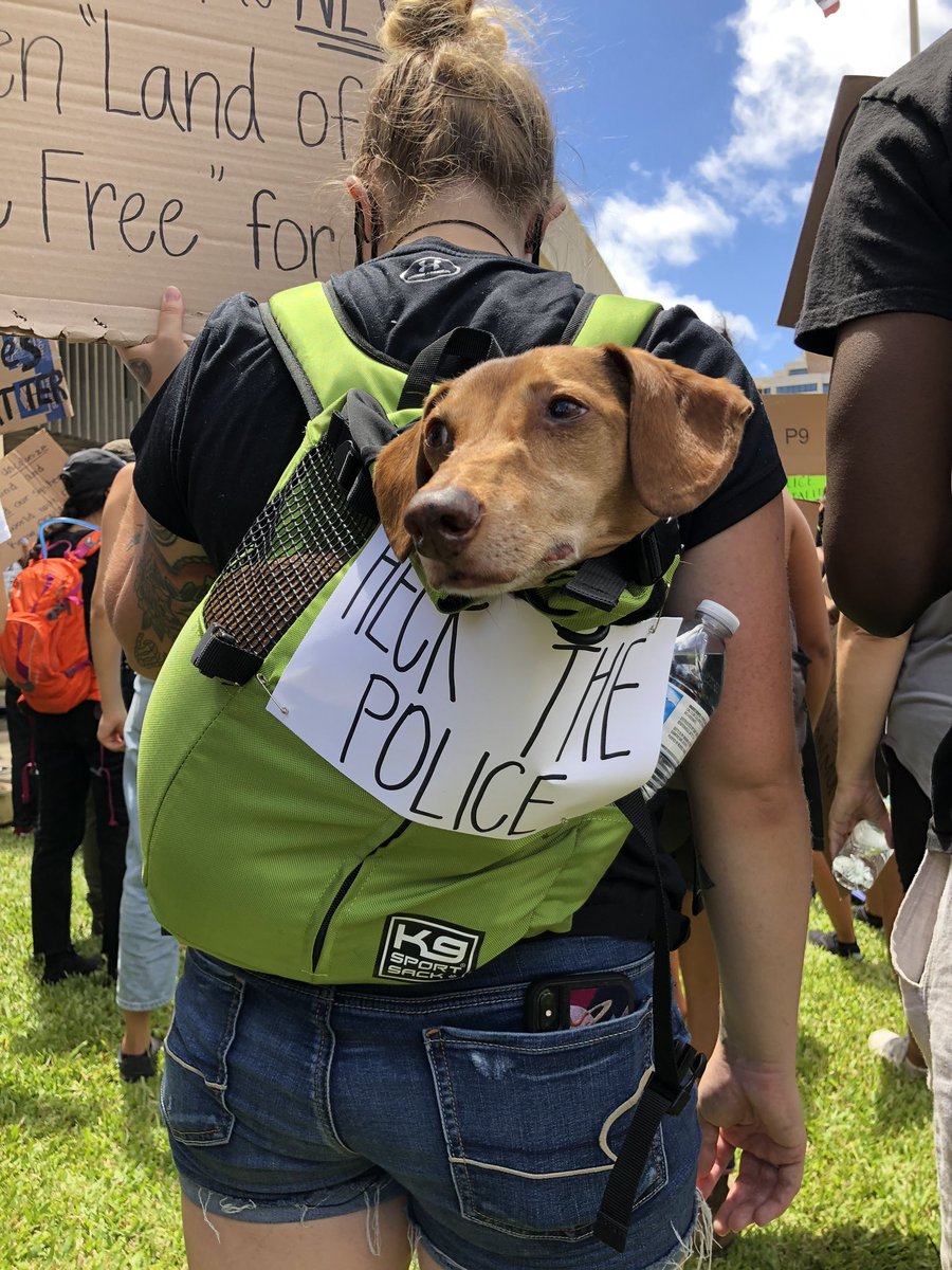 thread of very good dogs protesting for justice