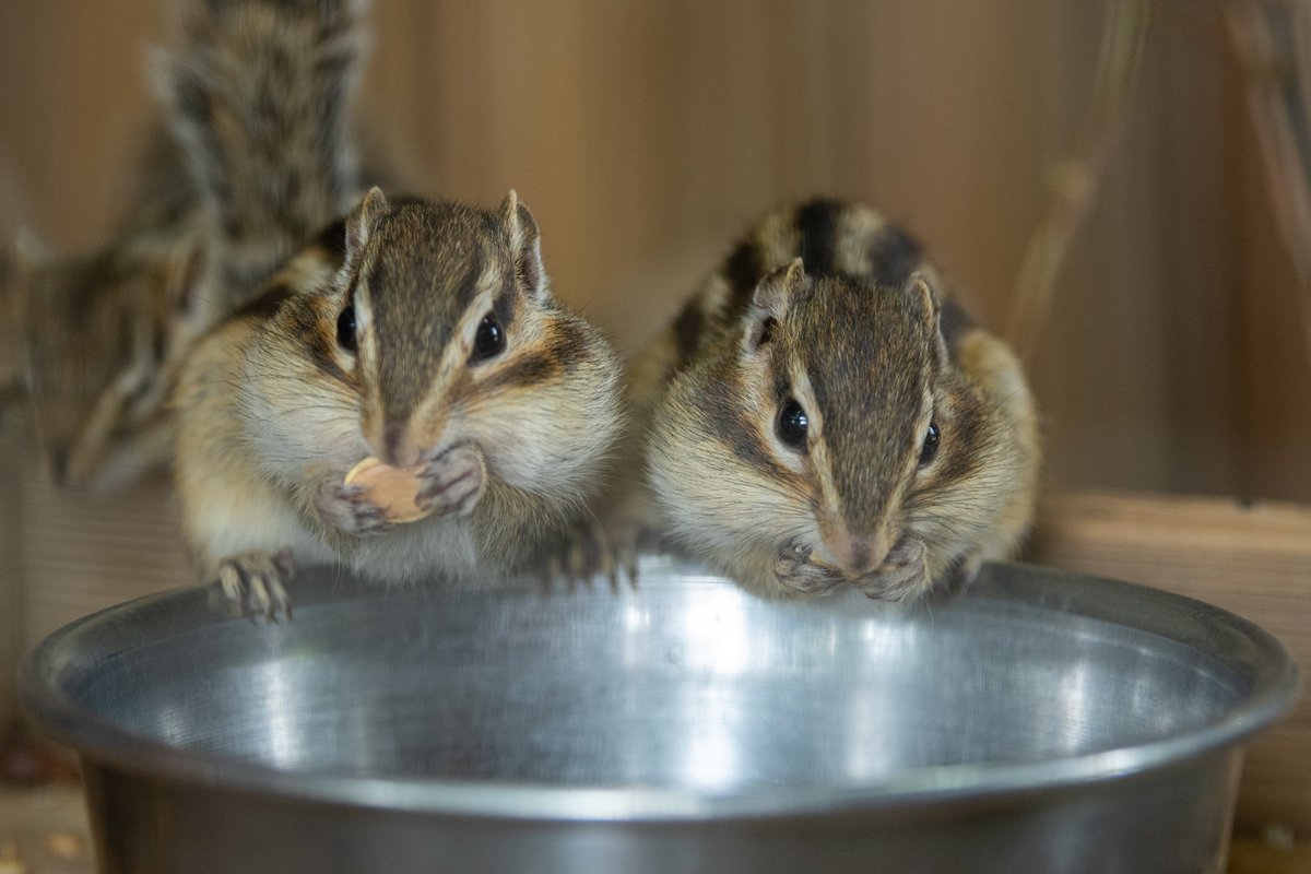 Art55 A Twitter かわいいシマリスさんが待ってます りすの家 ようこそりすの家へ リス シマリス Chipmunk