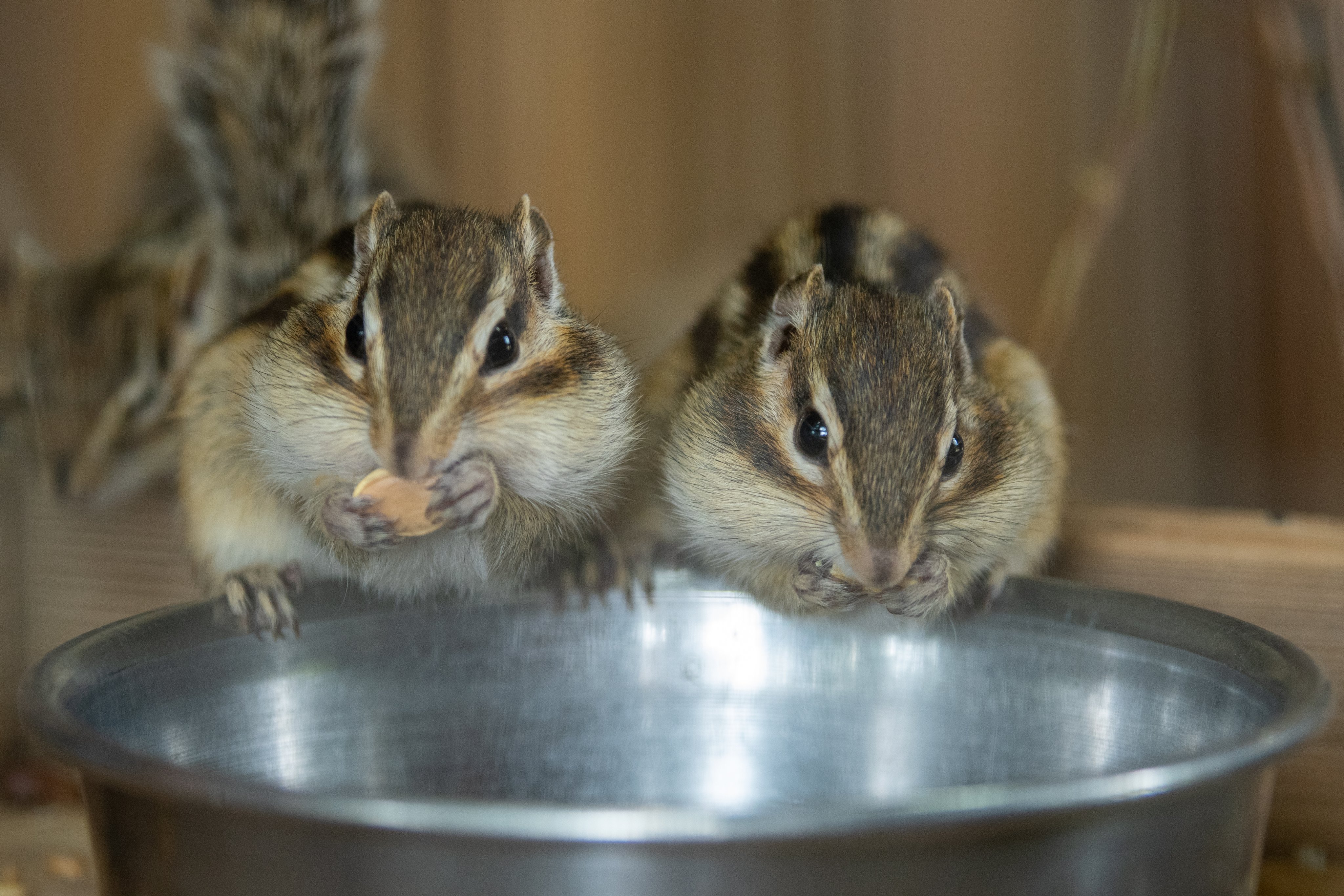 Art55 Al Twitter かわいいシマリスさんが待ってます りすの家 ようこそりすの家へ リス シマリス Chipmunk T Co Ty7cthjp09 Twitter
