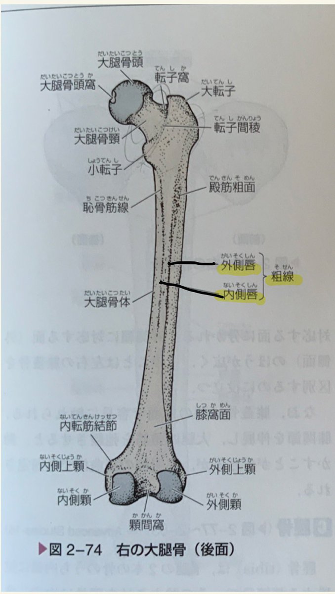 めう 小転子に付着部を持つのは大腰筋と腸骨筋 粗線とは後面を走る線状の隆起で内側の内側唇と外側唇からなる 内側唇は長 短内転筋や大内転筋が起こり 内側広筋が起こる外側唇は大腿二頭筋の短頭や外側広筋が起こる わにゼミ 股関節 わにゼミ 49p53