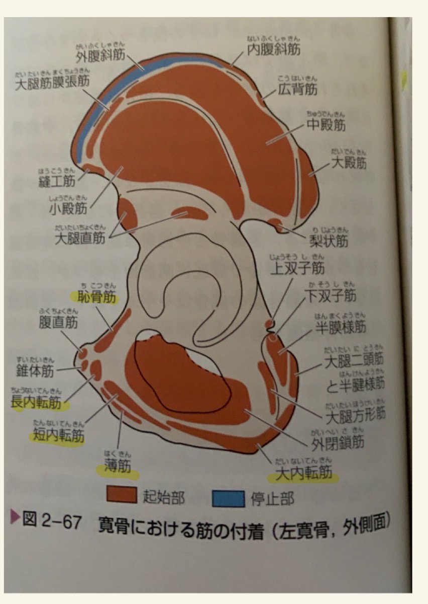 Uzivatel めう Na Twitteru 内転筋群の寛骨における付着 恥骨筋は恥骨上枝 長内転筋は恥骨体 短内転筋と薄筋 は恥骨体から恥骨下枝 大内転筋は恥骨下肢から坐骨体 坐骨枝 わにゼミ 股関節 わにゼミ 49p53