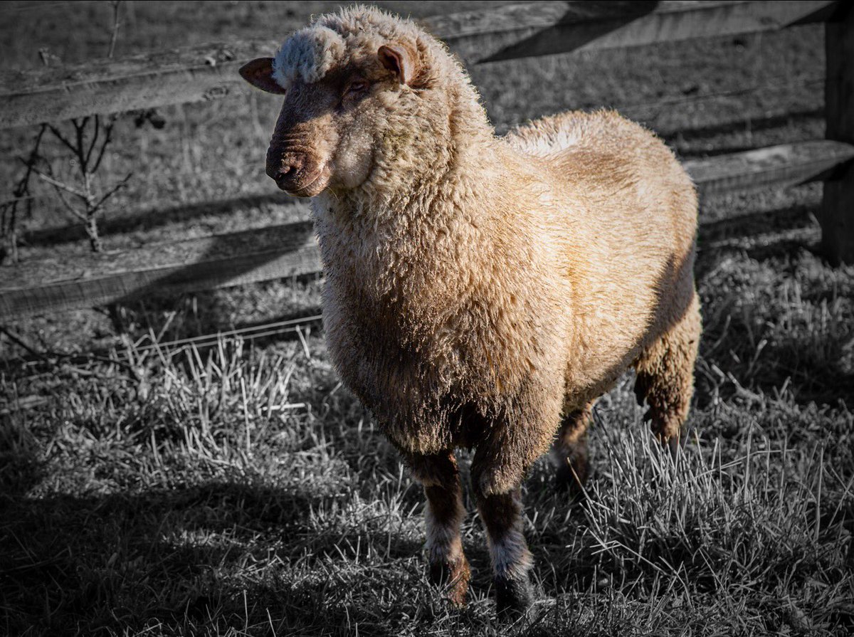 lavercombe's tweet photo. Congratulations New Zealand! We currently have zero cases of Covid-19!!!! To celebrate hereβs a picture of a NZ sheep I took last week!
#newzealand #nzsheep #nzlife #covid19nz #animalphotography https://t.co/6kDAAUbk8k