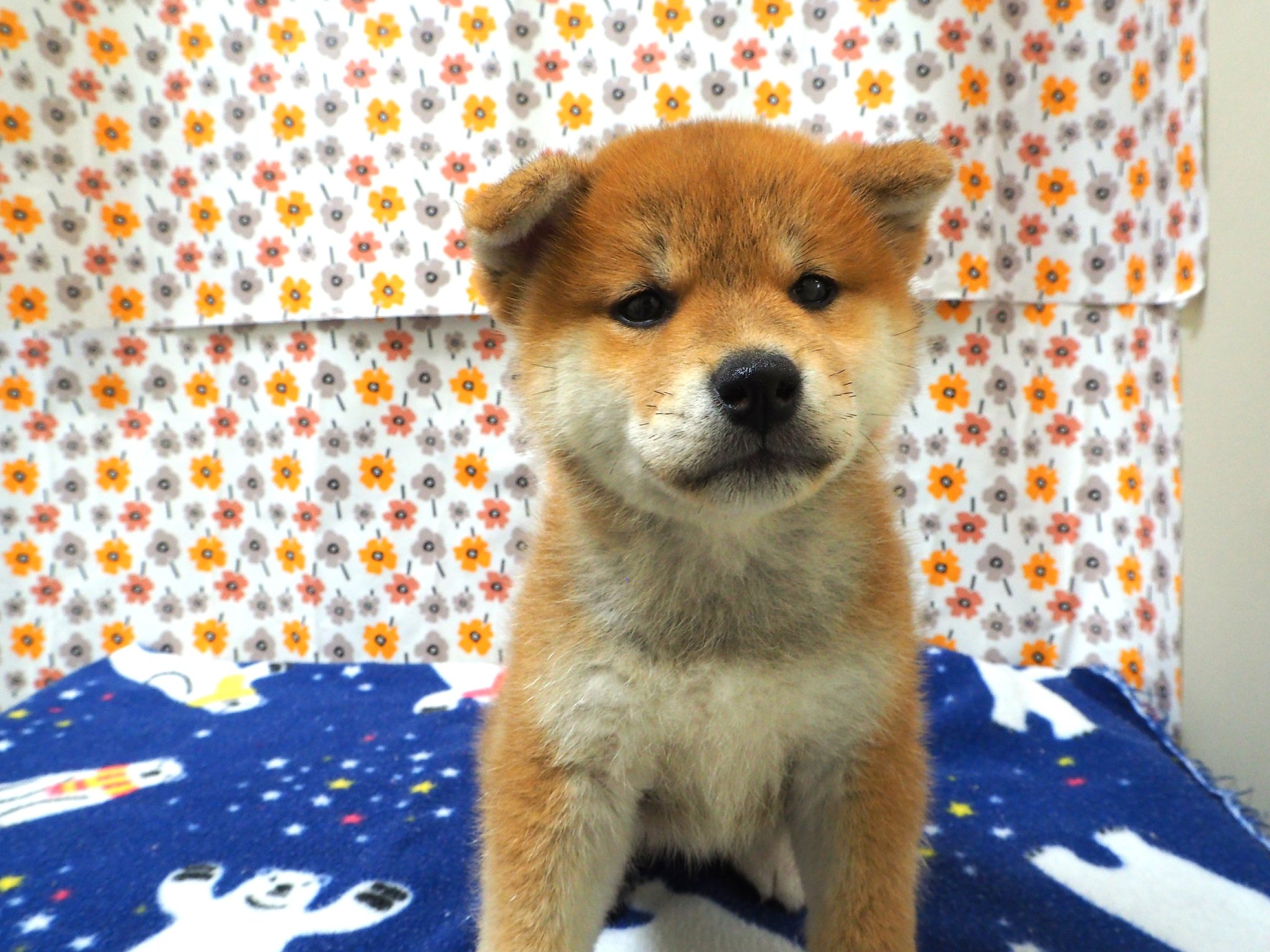 ペットショップおしゃれはうす ペットランドミルク 加古川 新たに柴犬が仲間入りです 両親7kg8kgの小柄な柴犬です 人が大好きで目が合うと尻尾をブンブン振って 喜んで近づいて来てくれます ものすごく可愛いです 是非会いに来てください ペット