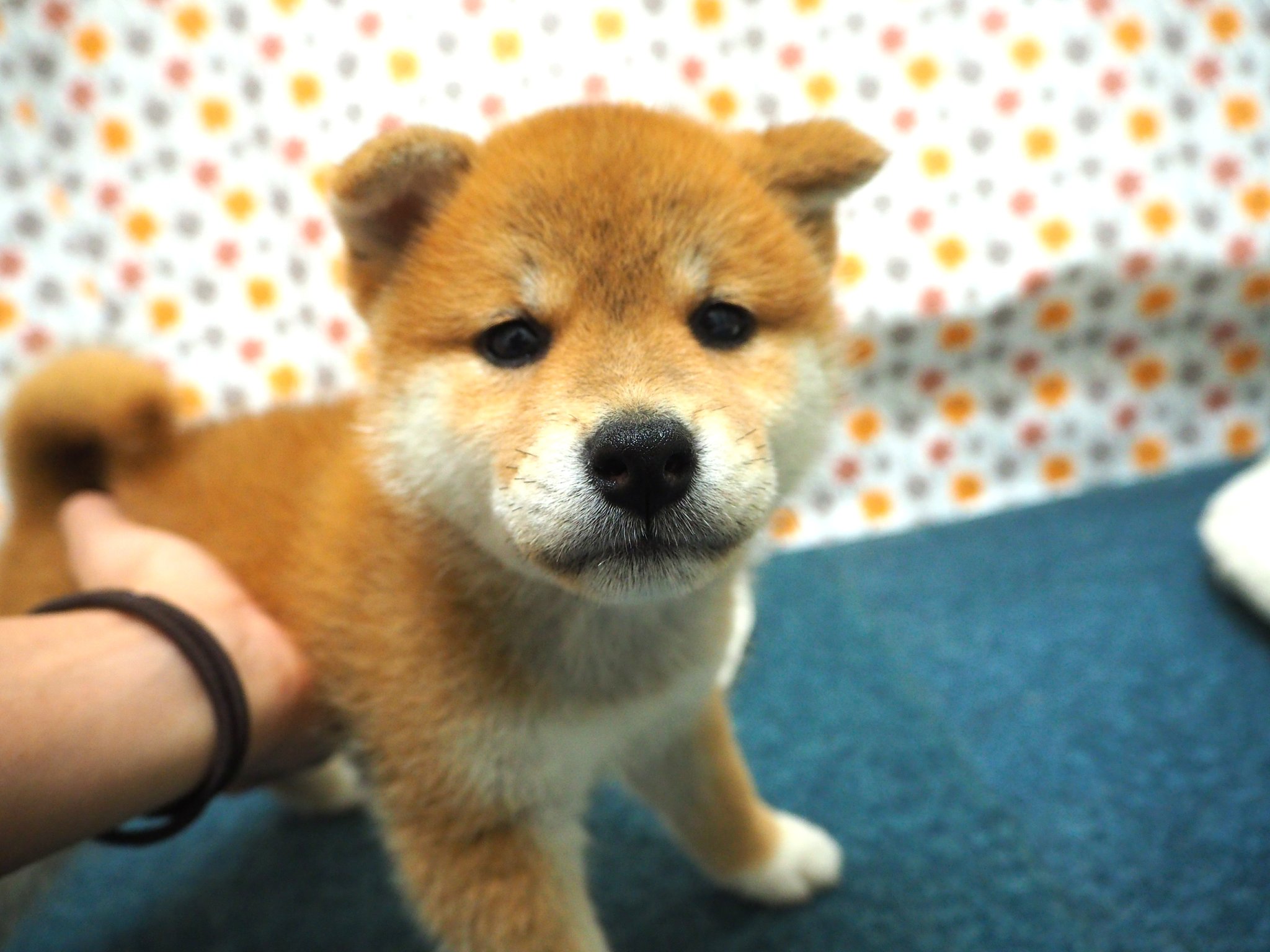 ペットショップおしゃれはうす ペットランドミルク 加古川 新たに柴犬が仲間入りです 両親7kg8kgの小柄な柴犬です 人が大好きで目が合うと尻尾をブンブン振って 喜んで近づいて来てくれます ものすごく可愛いです 是非会いに来てください ペット