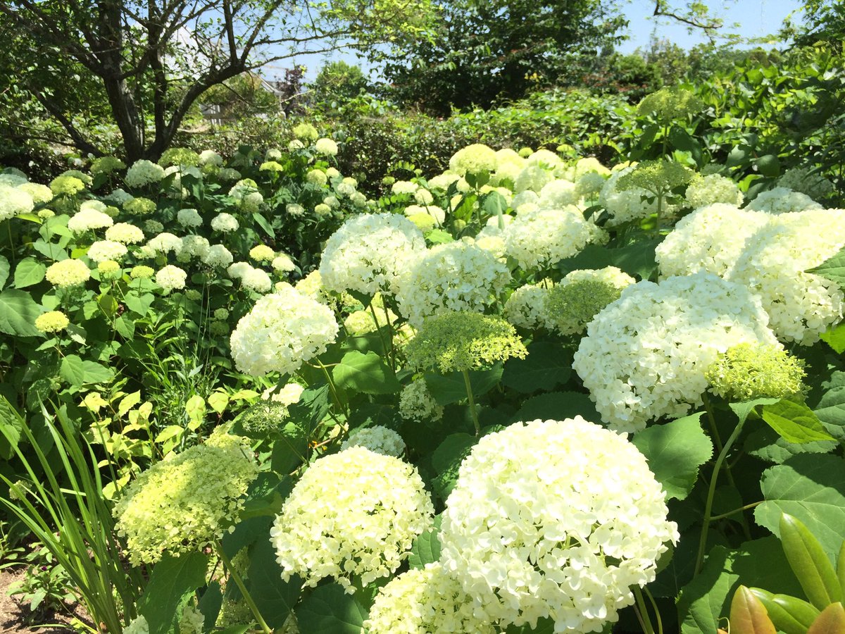 松阪農業公園ベルファーム 東駐車場のアジサイ 色鉛筆でつけたような色がとてもきれいで思わずパチリ 遊歩道 ガーデン内に様々なアジサイが咲いています 今日の中日新聞にアナベルを取り上げていただいています
