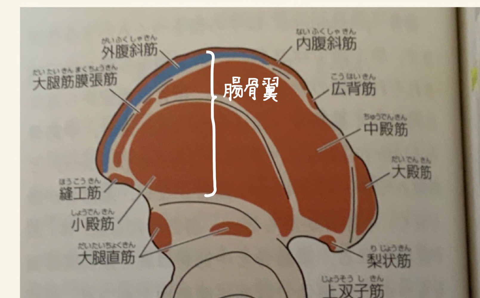 めう 正解は3の中臀筋 腸骨は腸骨体と腸骨翼からなる 解剖学の定義に従えば 梨状筋も正解なんじゃねと思うが どっちがふさわしいかといえば中臀筋 梨状筋は下後腸骨棘に付着部を持つ代表的な筋 わにゼミ 股関節 わにゼミ 51p54 T Co