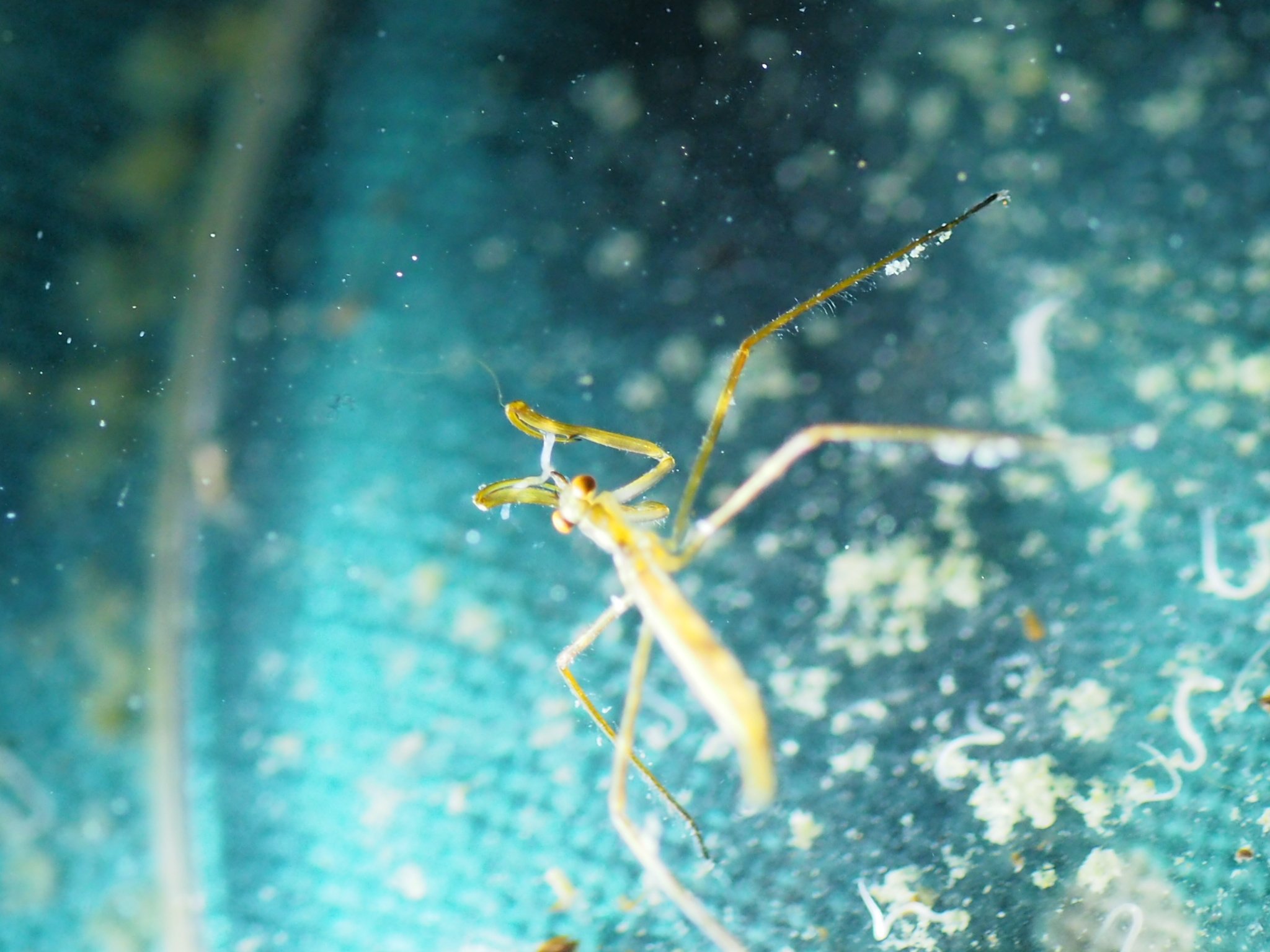 えびかぶとん グリンダルワームを補食するミズカマキリの初齢幼虫 赤ちゃんに最適グリンダルワーム ミズカマキリ タイコウチ タガメ ゲンゴロウ T Co Yt5bjicdlw Twitter