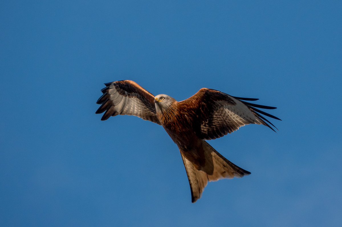 Red kites are seen over my village in Hertfordshire everyday. Do you see them where you live? 

Please comment yes or no and where you live....