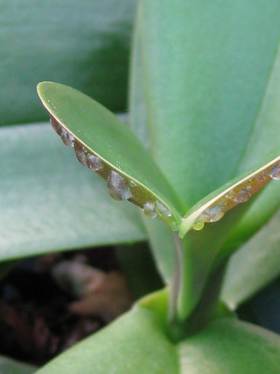 De teelt gaat niet altijd zoals het zou moeten, waardoor er #fysiologische #afwijkingen kunnen ontstaan. Deze komen bij zowel #anthurium als #phalaenopsis voor. Lees meer over fysiologische afwijkingen evenals #maatregelen om dit te voorkomen > bit.ly/2TIzP3u
