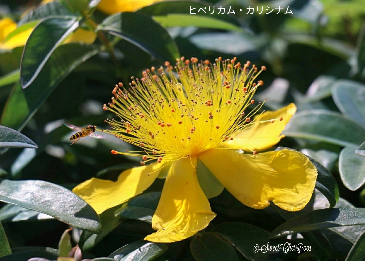 ヒペリカムカリシナム Twitter Search Twitter