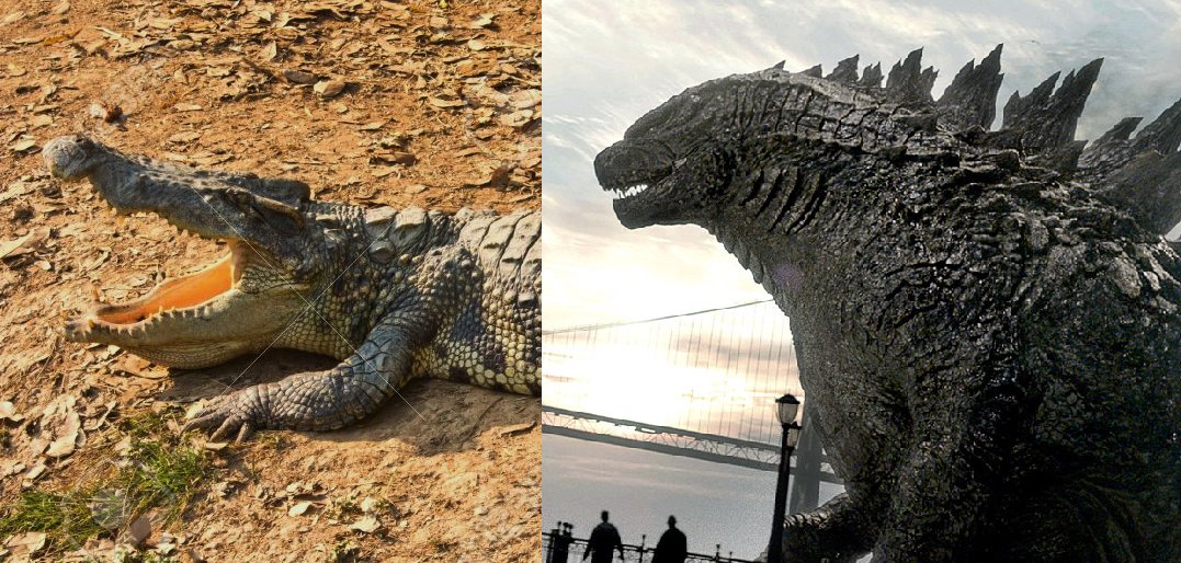 1998 Hollywood Godzilla was very much a marine Iguana2014 Hollywood Godzilla was very much a huge crocodileStan Winston & Mark McCreery's Godzilla has elements of real world animals, but steadfastly remains Godzilla first and foremost!