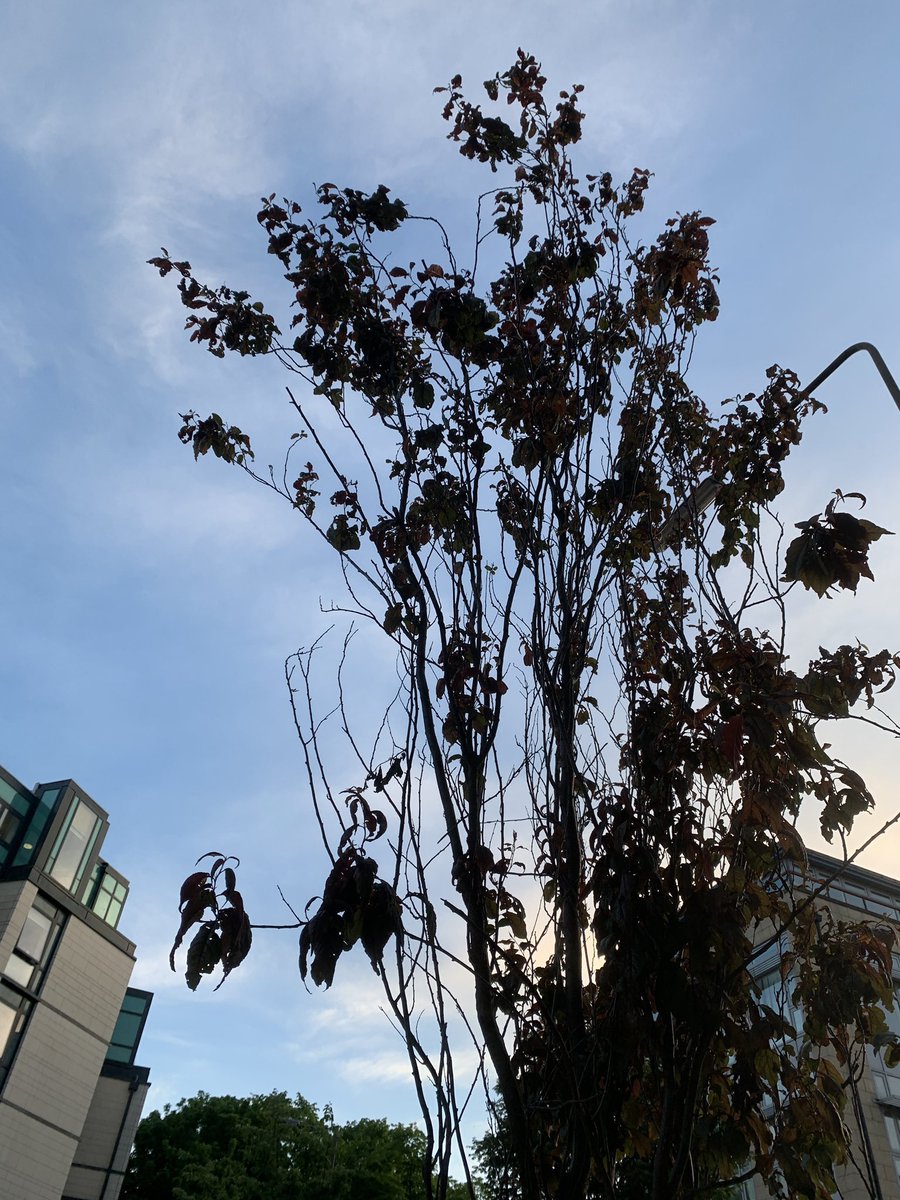 The trees in Mcdonald Road need your URGENT help.Via  @andyheald (who knows about this stuff) they need constantly watered. You cannot over water them as the hole goes down to their roots. 20-30 litres a day needed.Please water them if you live nearby! Cont/