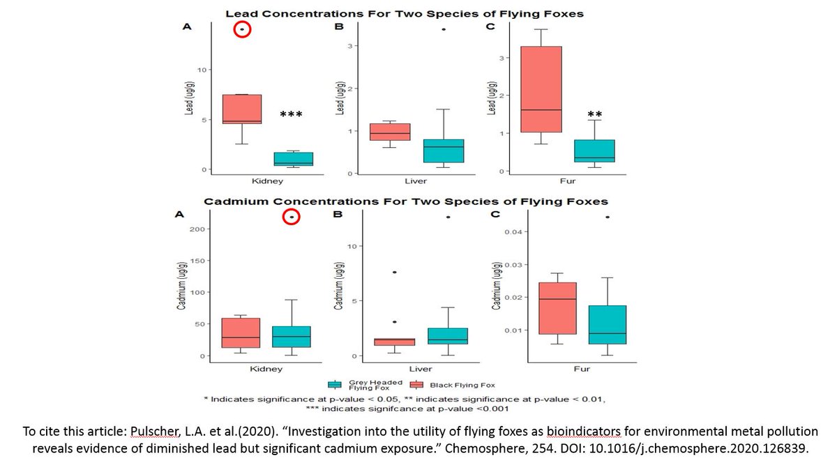 3/5  #WBTC1  #Conserve1 Black FF had higher kidney and fur Pb. Compared to grey-headed FF. Pb was lower than previously reported but 1 FF had  #toxic kidney Pb concentrationsCd was higher than what was reported previously and 1 grey-headed FF had toxic kidney Cd concentrations