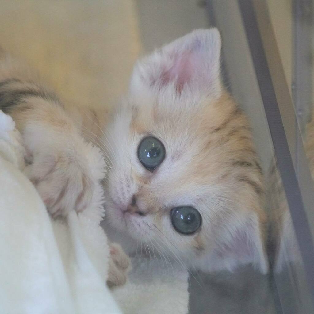 砂漠の天使ことスナネコの赤ちゃん 那須どうぶつ王国ですくすく成長中 Togetter