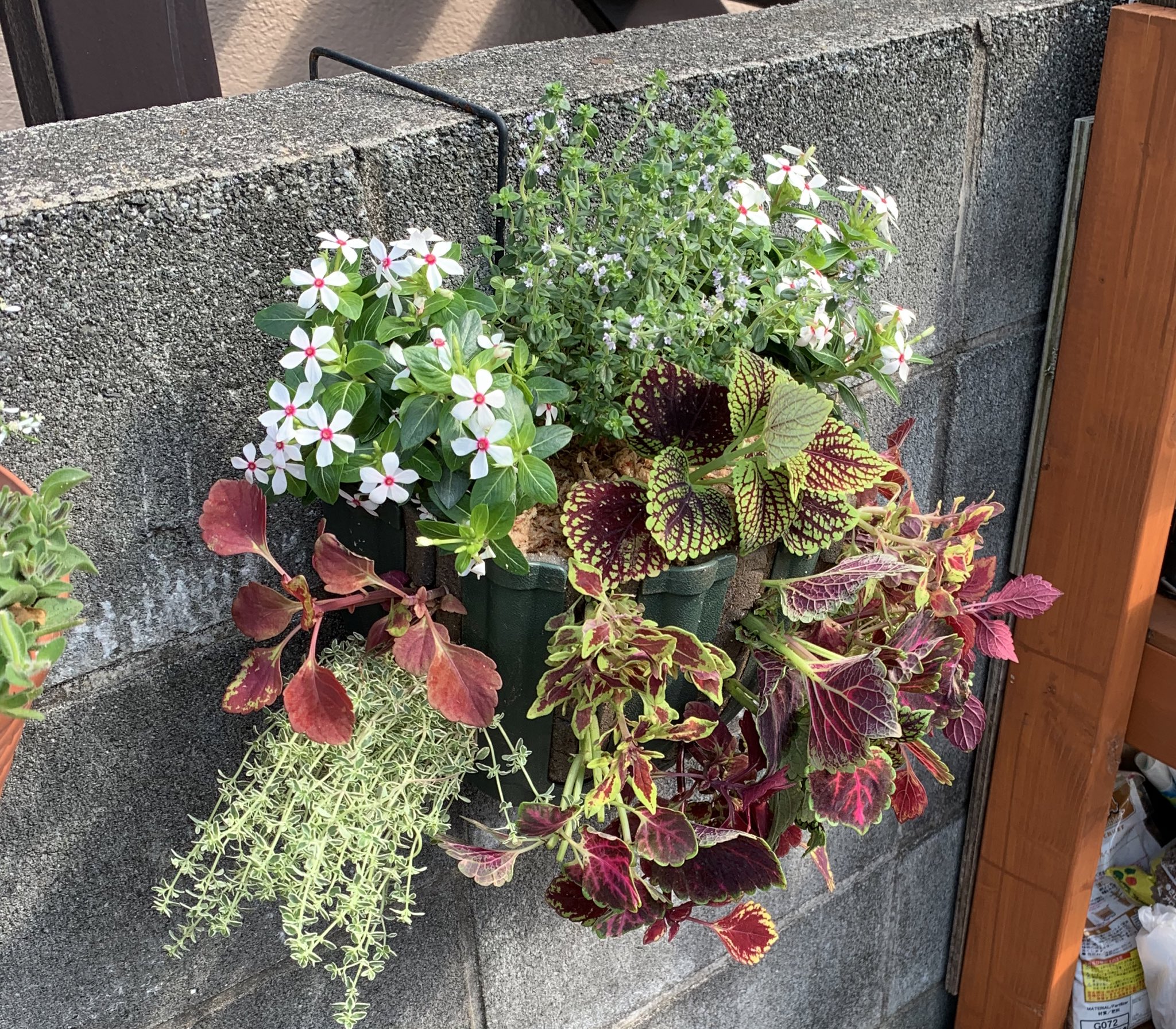 いがらしガーデン 成増の小さな植木屋 コリウスとニチニチソウの寄せ植え 寄せ植え コリウス いがらしガーデン T Co Yqywgih0tp Twitter