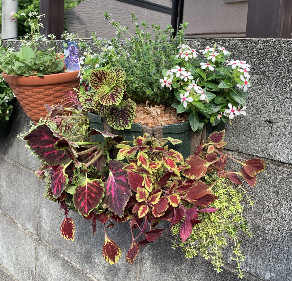 いがらしガーデン 成増の小さな植木屋 コリウスとニチニチソウの寄せ植え 寄せ植え コリウス いがらしガーデン いがらしガーデン 成増の小さな植木屋 コリウスとニチニチソウの寄せ植え 寄せ植え コリウス いがらしガーデン