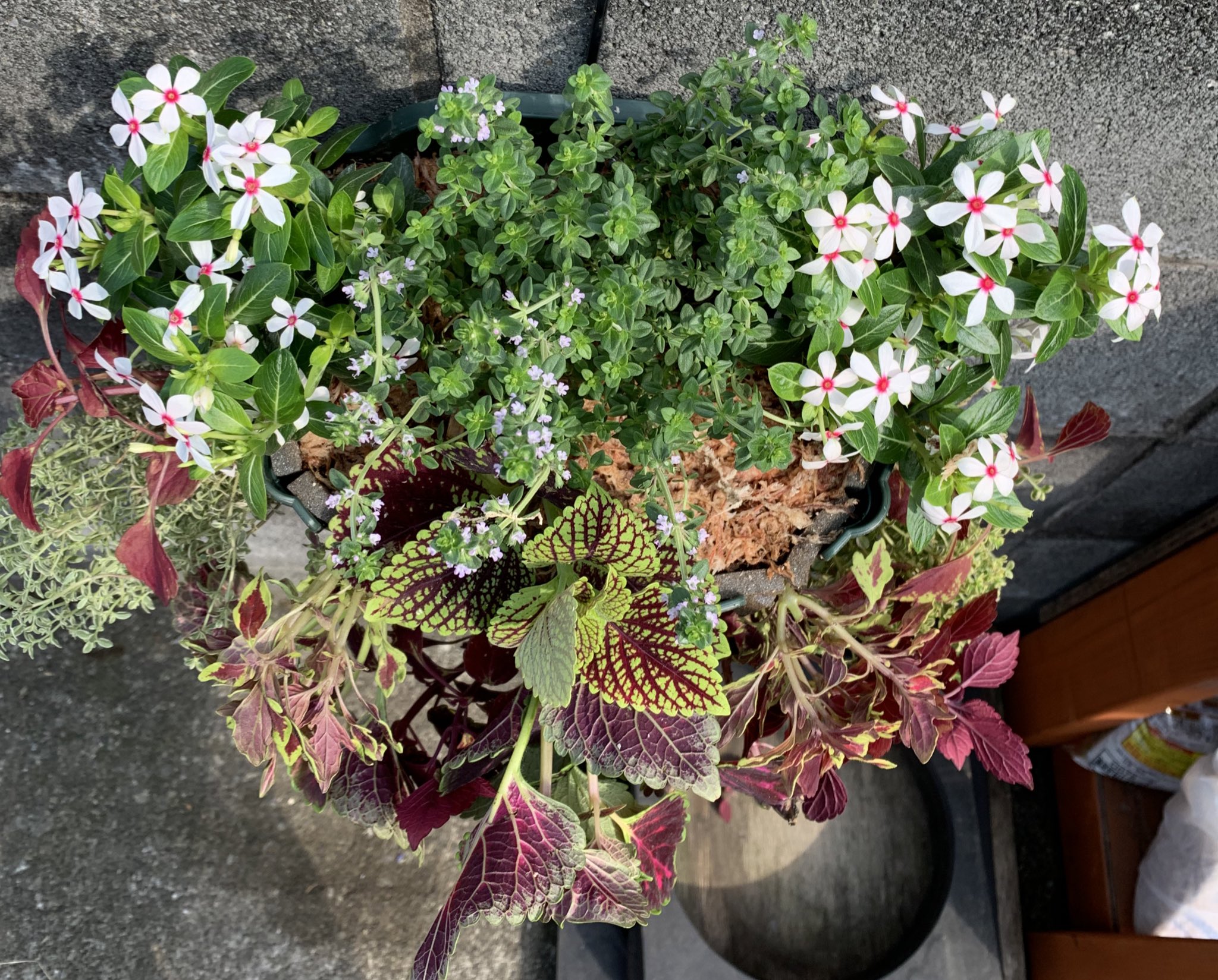 いがらしガーデン 成増の小さな植木屋 コリウスとニチニチソウの寄せ植え 寄せ植え コリウス いがらしガーデン T Co Yqywgih0tp Twitter