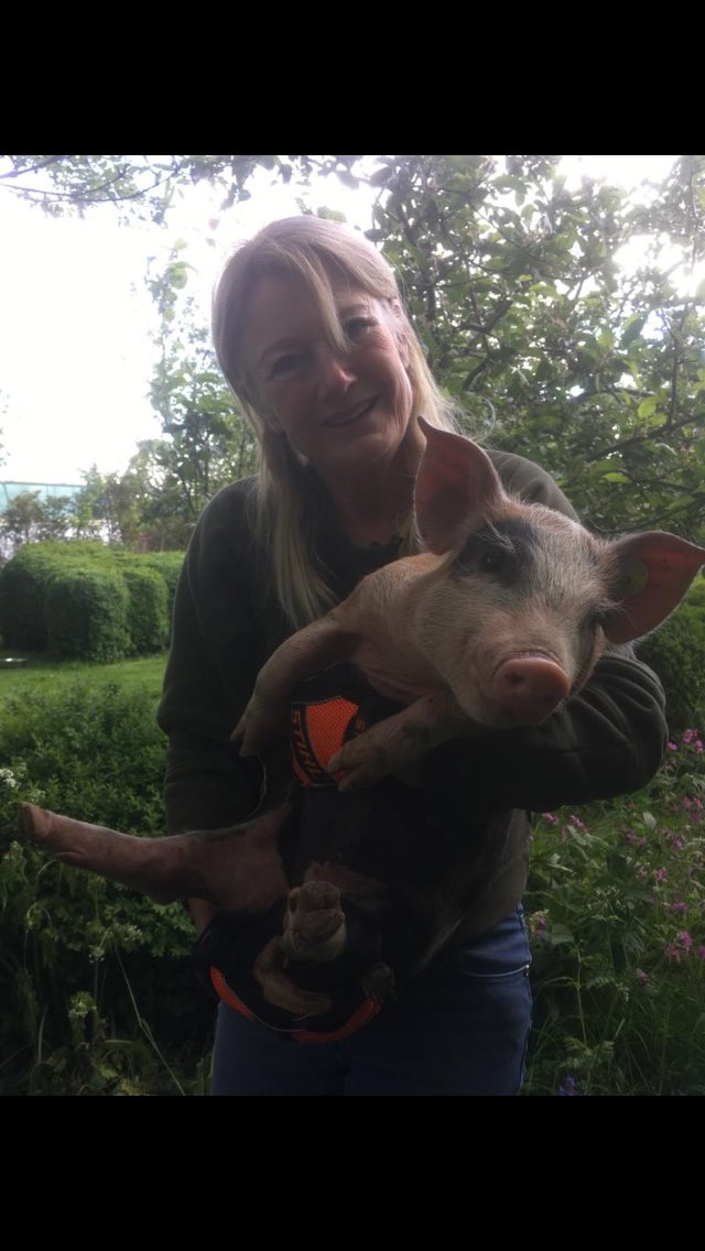 My lovely new #piglets have arrived. Watch how they settle into their new home, & find out more about #keepingpigs in the garden on my YouTube channel.