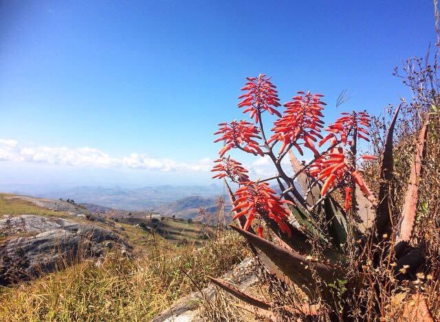 Inspire Malawi (@inspire_malawi) on Twitter photo A wild hike of Kalicelo hill at the Monkey Bay turn off. Stunning views across to Mlanda & down to Lake Malawi.
#Malawi #outdoors #hiking <a href="/BradtGuides/">Bradt Guides</a> <a href="/TourismMalawi/">Malawi Tourism</a> @HighPeaksHiking <a href="/VisitMalawi/">Visit Malawi</a> <a href="/NatGeoTravel/">Nat Geo Travel</a> A wild hike of Kalicelo hill at the Monkey Bay turn off. Stunning views across to Mlanda & down to Lake Malawi.
#Malawi #outdoors #hiking <a href="/BradtGuides/">Bradt Guides</a> <a href="/TourismMalawi/">Malawi Tourism</a> @HighPeaksHiking <a href="/VisitMalawi/">Visit Malawi</a> <a href="/NatGeoTravel/">Nat Geo Travel</a>