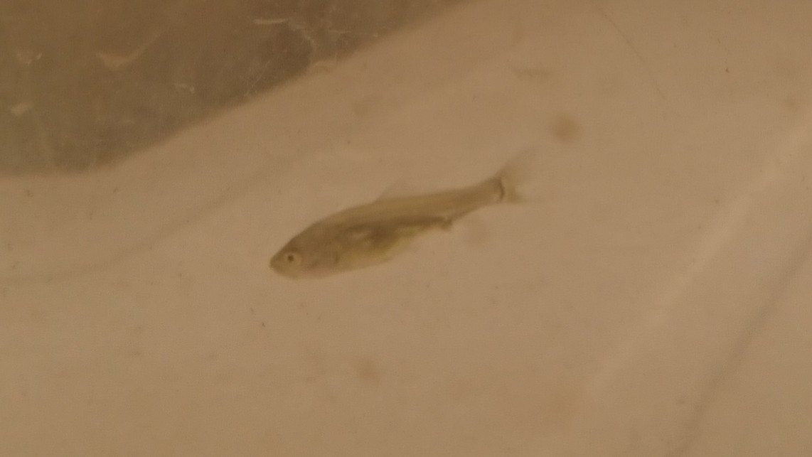 里山生物多様性プロジェクト 川で見つけた何かの稚魚 カワムツではなさそう W T Co Jtne0f6u2j Twitter