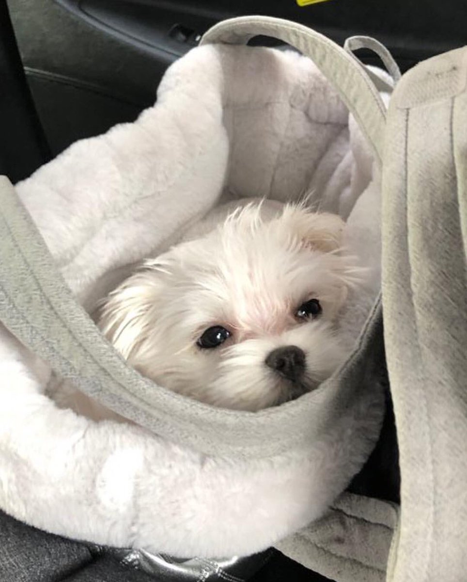 thread of  @RVsmtown’s park haetnim but she gets older as you scroll