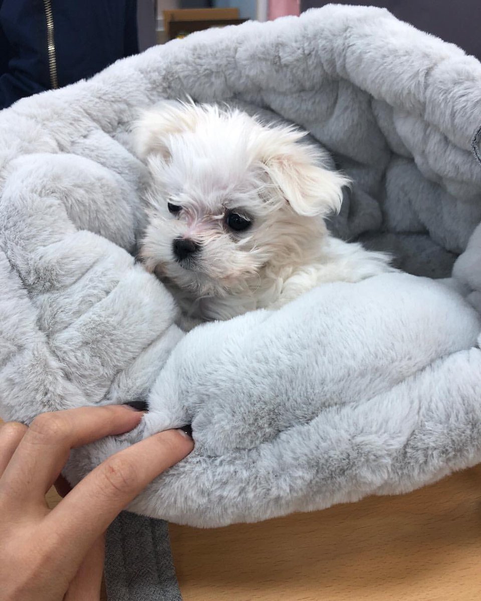 thread of  @RVsmtown’s park haetnim but she gets older as you scroll