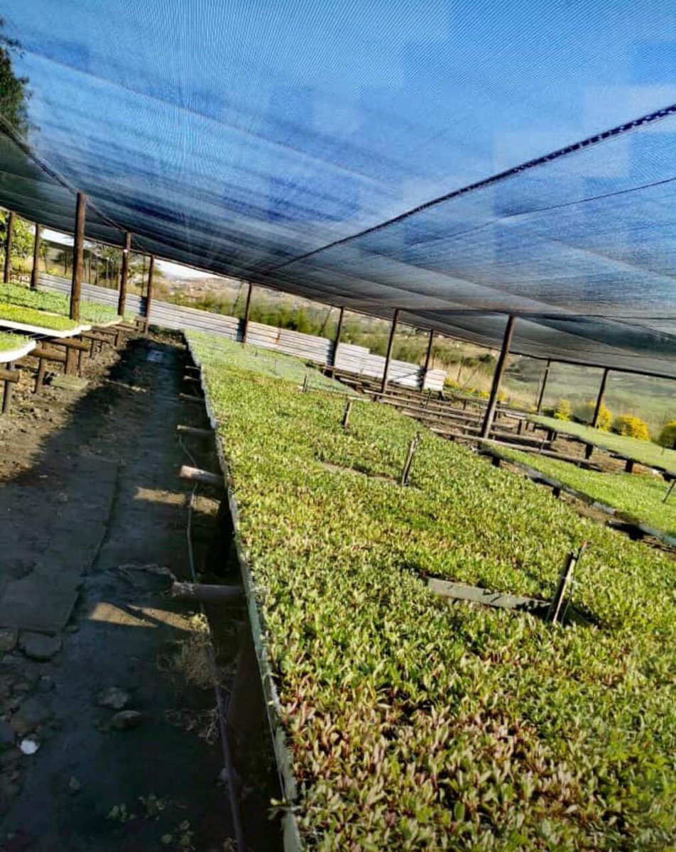 Icebolethu Foundation tweet media