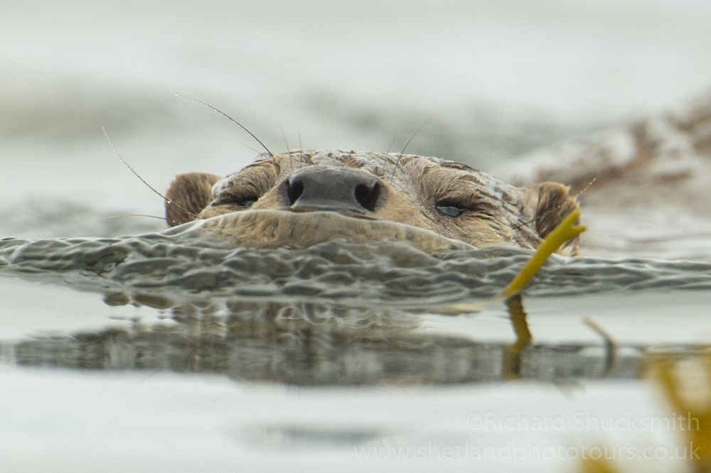 It’s #worldotterday today we have our beloved Eurasian Otter (Lutra lutra), the only wild species of otter in the UK. Adapted to living in freshwater and hunting in seawater it thrives around the coast particularly places like #Shetland