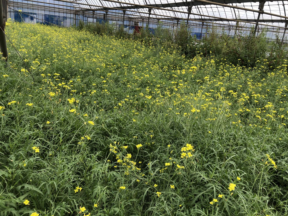おーじろー ルッコラセルバチコ が 花畑 の 状態